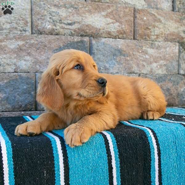 Rita, Golden Retriever Puppy